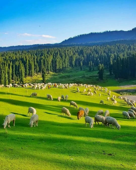 Kashmir